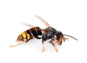 Asian hornet in studio