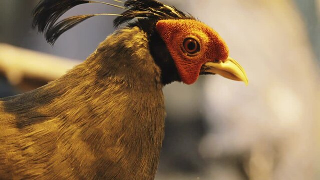 Siamese fireback (Lophura diardi) also known as Diard's fireback, is a fairly large, approximately 80 cm long, pheasant. The male has ornamental black crest feathers, reddish brown iris.
