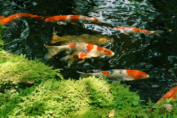 Schools of koi fish swim around in the pond with moss on the stone