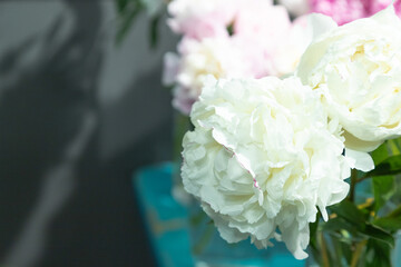 beautiful white peony Alma ata flower. Closeup. Blurred background