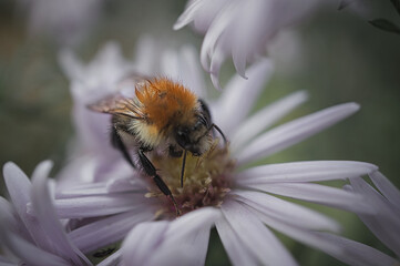 Bumblebee on a flower collecting nectar. Insect on a flower with pollen in nature