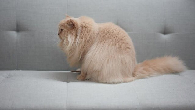 ellow British Longhair cat sitting on a blue sofa grooming itself diligently.