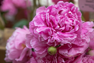beautiful pink purple peony Alexander Fleming flower. Closeup. Blurred background