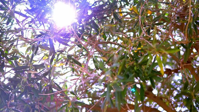 Raggi di sole
