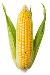 corn isolated on white