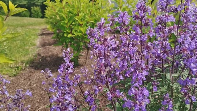 Summer catmint flower field in countryside