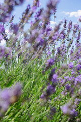 Obraz premium Close up of lavenders.