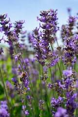 Lavender flowers in field.