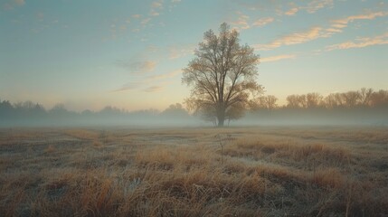 Fototapeta premium A peaceful sunrise over a foggy field, with soft light illuminating the landscape