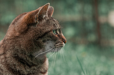 cat profile portrait close up animal head photography in blurred nature background empty space