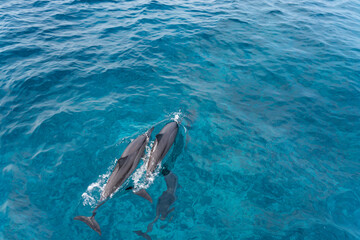 dolphin in Lakshadweep Island, India