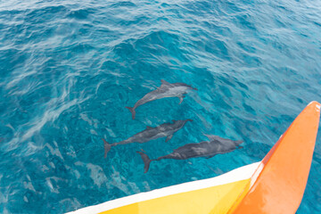 dolphin in Lakshadweep Island, India