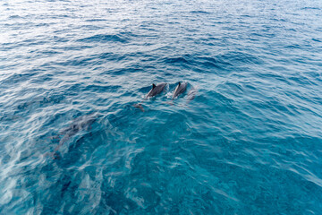 Naklejka premium dolphin in Lakshadweep Island, India
