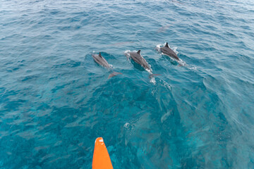 dolphin in Lakshadweep Island, India
