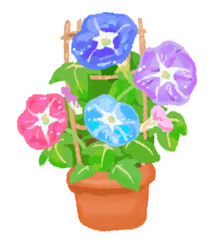 色とりどりの美しい朝顔の鉢植え