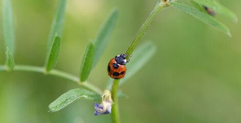 花とテントウムシ
