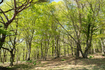 爽やかな新緑の森を歩く