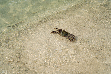 Lakshadweep coral Island, India