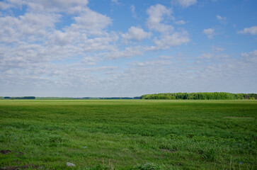 green grass on the field and blue sky, spacious landscape