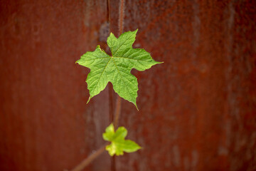 Green five-leafed leaves from ivy and blurred rusty walls.