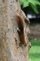 squirrel on a tree