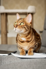 Bengal cat on the sofa with an open notebook or notepad.
