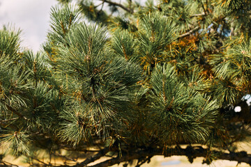 Close up of majestic pine tree branches with tranquil water in the background, perfect for nature and travel concepts