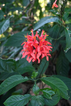 Closeup of Cardinal's Guard flower of Pachystachys coccinea plant in Mount Makiling in Laguna Philippines.
