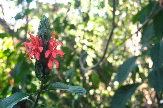 Closeup of Cardinal's Guard flower of Pachystachys coccinea plant in Mount Makiling in Laguna Philippines.