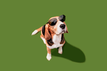 funny beagle dog in sunglasses on a green background