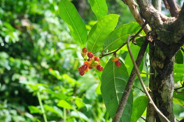 Closeup of burny vine or Malaisia scandens with bright red fruits found in Batangas, Philippines.
