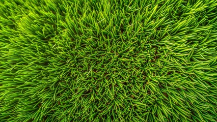 grass background top view - Powered by Adobe