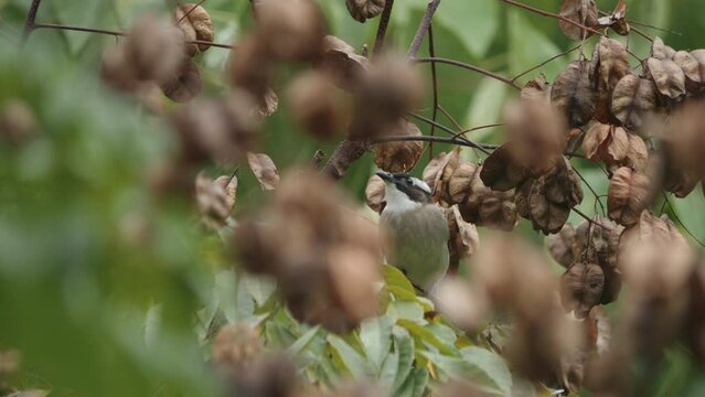 Light-vented Bulbul Bird Feeding on Seed Pods in a Dense Tree
