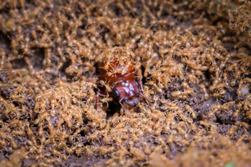 Subterranean ants are coming out of their holes in the ground, surrounded by small ants. Underground ants are coming out in the evening of the rainy season.