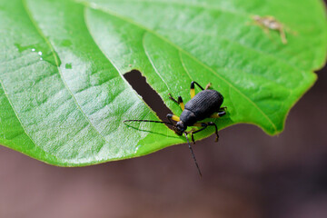 Close-up Allecula insects on bright green leaves in nature