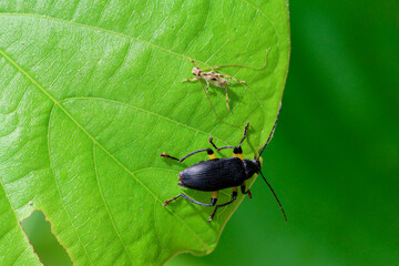 Close-up Allecula Two different insects on bright green leaves in nature