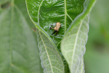 Close-up Weevil on green leaves. Beautiful insect. The stunning beauty of nature.