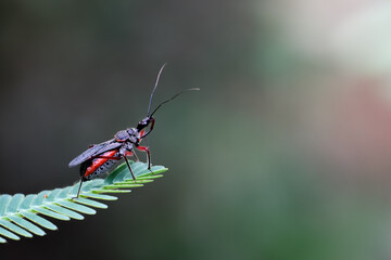 Selective focus Triatominae, a red-orange predatory insect on green leaves in the forest, looking for prey. There is space for text. Beautiful insect and nature background