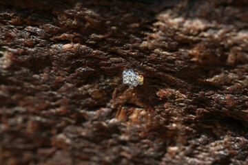 Selective focus eggs of small animals stuck to rocks in nature, forest along the river
