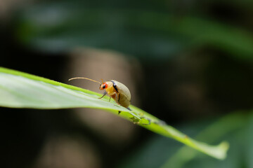 Selective focus Monolepta insect on green leaves. Little beetle larvae grow up to live independent lives in the big forest. There is space for text. Beautiful insect and nature background
