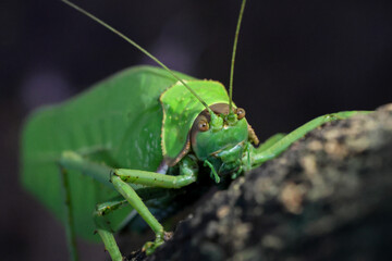 A large, bright green grasshopper. Happiness: Beautiful colors of plants and animals are in the perfect forest during the rainy season.