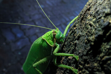 A large, bright green grasshopper. Happiness: Beautiful colors of plants and animals are in the perfect forest during the rainy season.