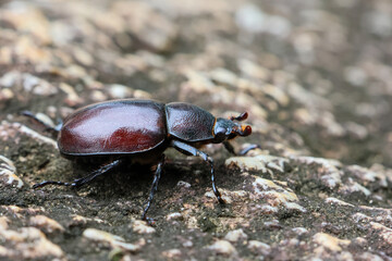 A large, female stag beetle on a rock. Highly detailed stag beetle. Natural female stag beetle