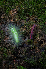 Common Baron caterpillar, Euthalia aconthea, green caterpillar with poisonous spines. And pink millipede On a mossy log in a damp forest. in the perfect forest during the rainy season.