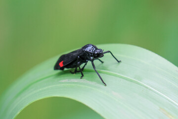 Cercopidae, black with an orange dot pattern, looks cool on bright green grass in the perfect forest during the rainy season.