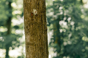 in a forest for playing pintball built wooden structures for playing pintball protecting players...