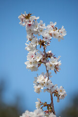 White flowers of fruit plants in nature in spring.