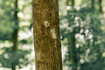 in a forest for playing pintball built wooden structures for playing pintball protecting players...