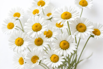 Fototapeta premium Closeup of white daisies on a white background