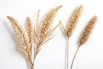 Fototapeta premium Dried Flowers on White Background